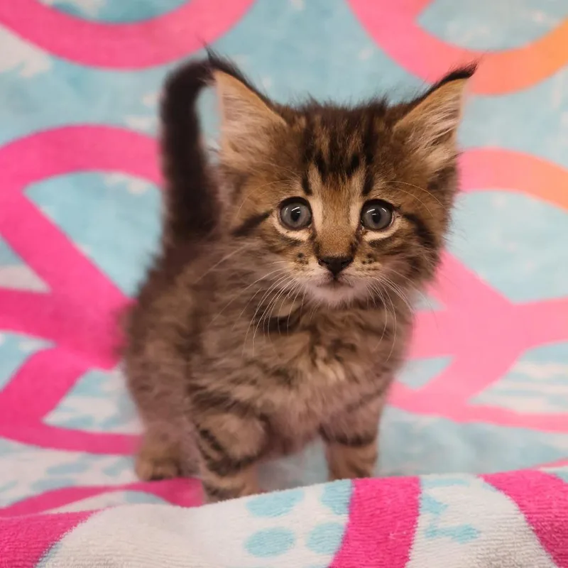 A baby small-sized female Brown / Chocolate Domestic Medium Hair cat named Peggy C for adoption in Princeton, MN