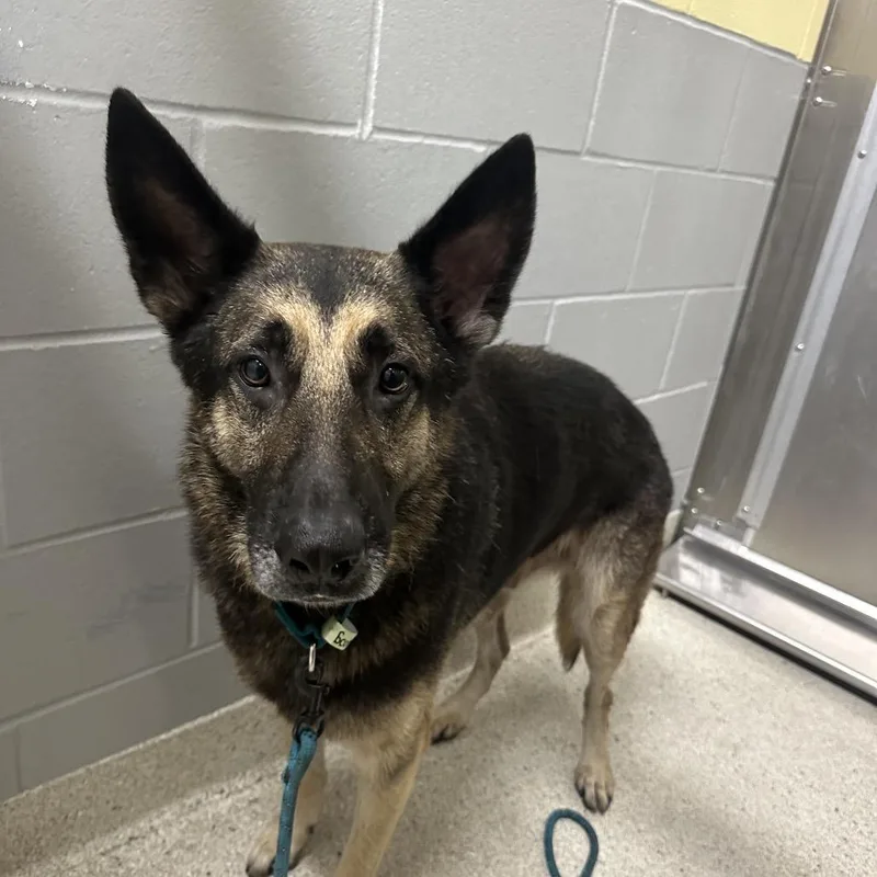 An adult large-sized male Black Mixed Breed dog named Scotty for adoption in Jacksonville, FL