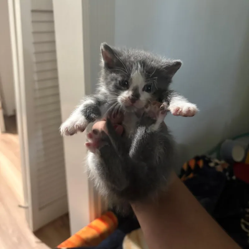 A baby small-sized male Gray / Blue / Silver Domestic Short Hair cat named Cloud for adoption in Clarksville, TN