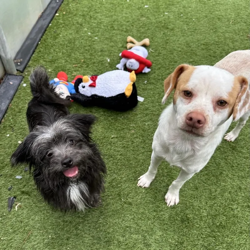 Palomino thumbnail 3