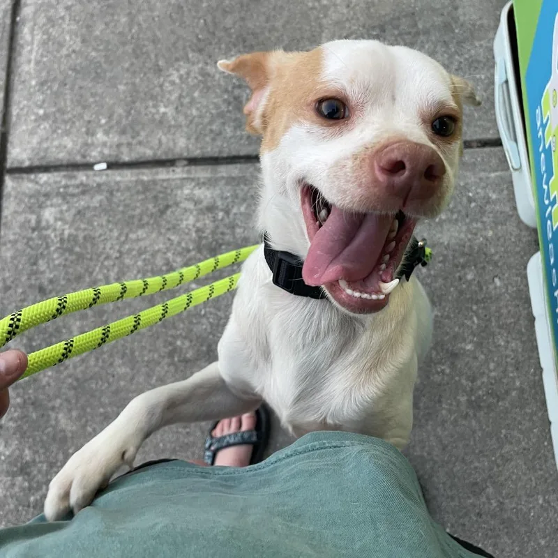 An adult small-sized male White / Cream Chihuahua dog named Palomino for adoption in Brownsboro, AL