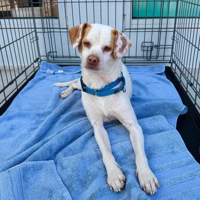 Palomino thumbnail 4