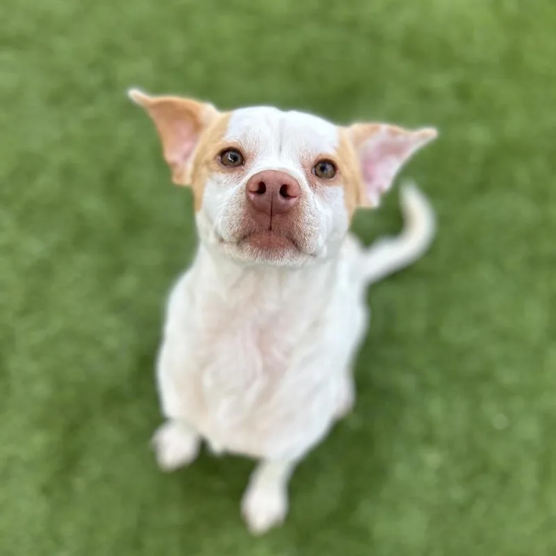 Palomino thumbnail 6