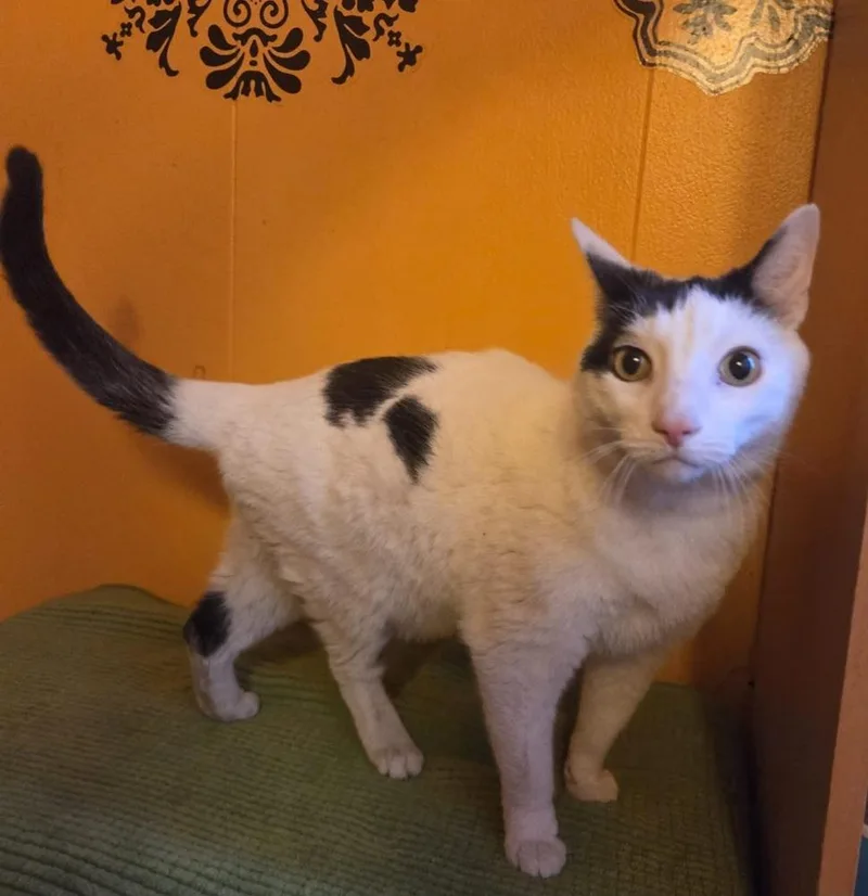 An adult medium-sized male Domestic Short Hair cat named Mikey for adoption in Evansville, IN