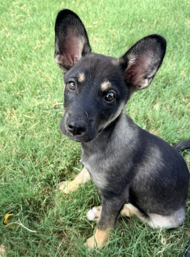 A baby medium-sized male Black Corgi dog named Mars for adoption in Dallas, TX