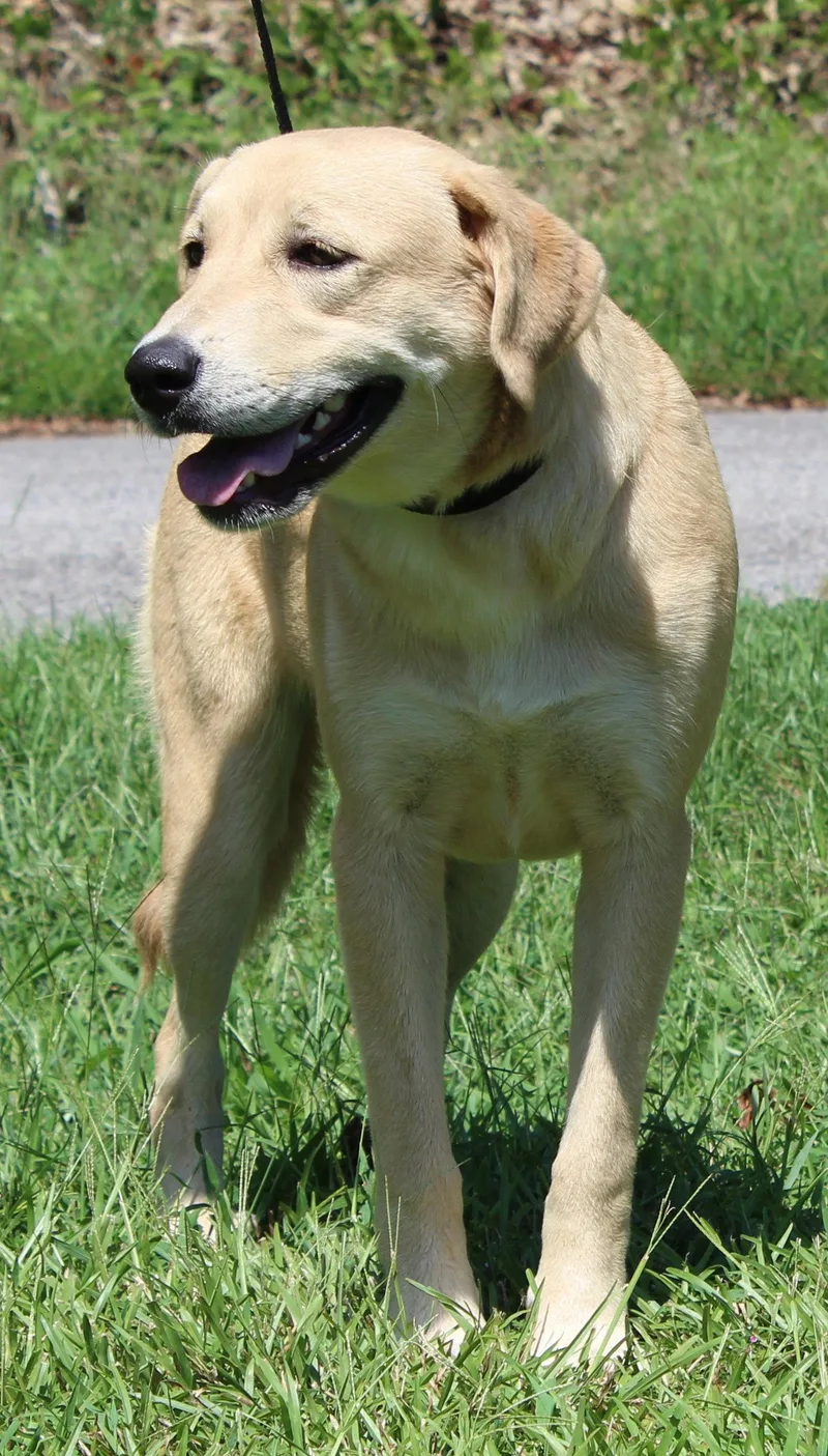 A young medium-sized female Yellow Labrador Retriever dog named Coley for adoption in Prattville, AL