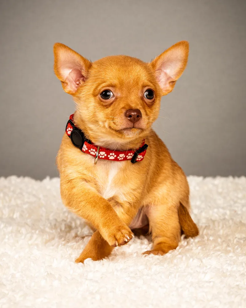 Zuzu Puppy  Coming thumbnail 4