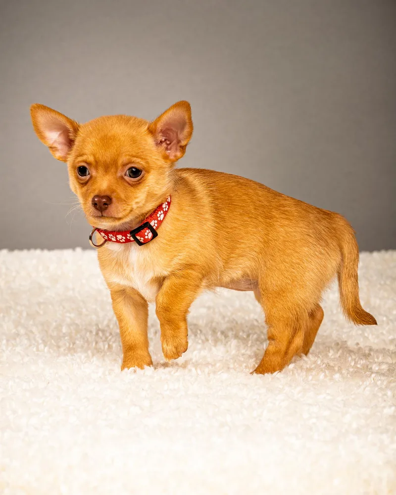 Zuzu Puppy  Coming thumbnail 6