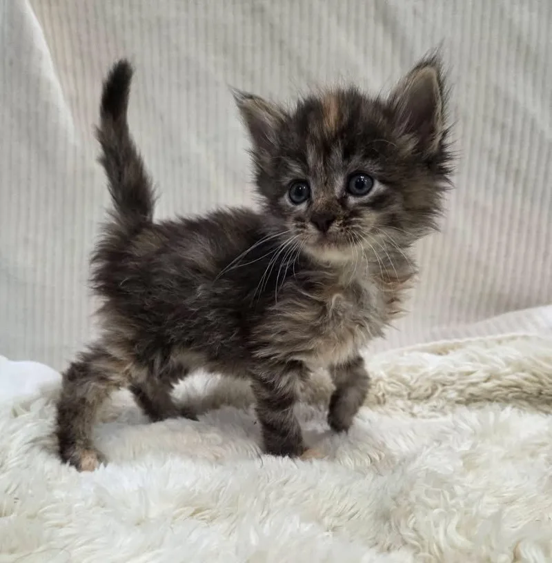 A baby medium-sized female Domestic Short Hair cat named Magnolia for adoption in Columbia, MO