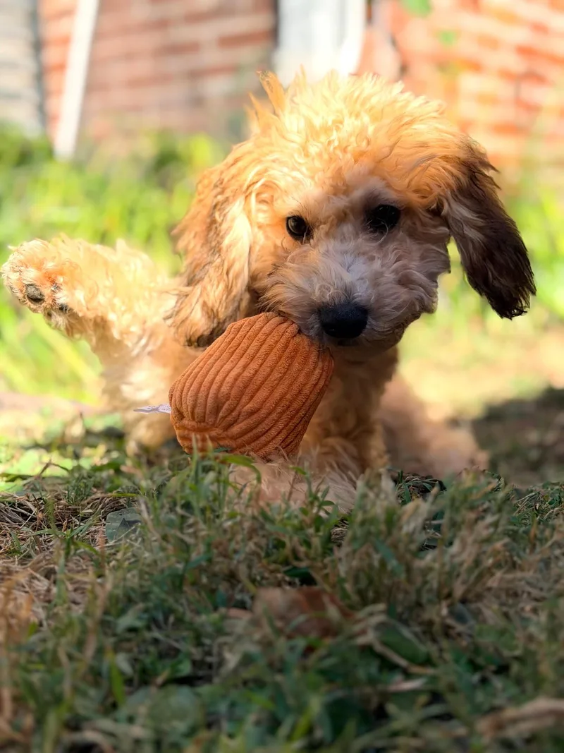 A baby small-sized female Goldendoodle dog named GlendaNot taking any more for adoption in Bridgeton, MO