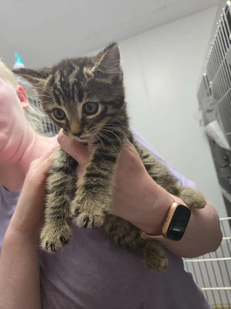 A baby medium-sized male Domestic Short Hair cat named Buck for adoption in Mount Gilead, NC