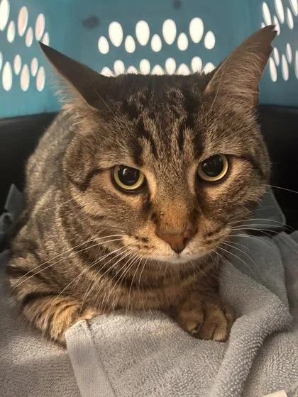 An adult large-sized male Domestic Short Hair cat named Newton for adoption in West Chester, PA