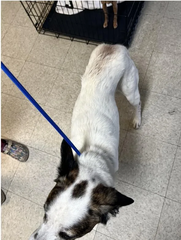 An adult large-sized male Husky dog named Castle for adoption in Lewistown, PA