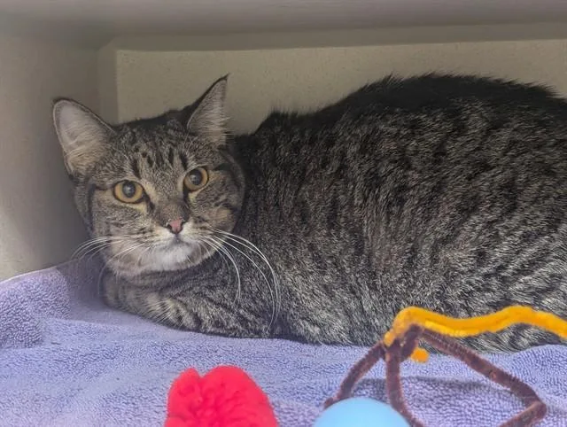 An adult small-sized female Domestic Short Hair cat named Starlight for adoption in Denver, CO