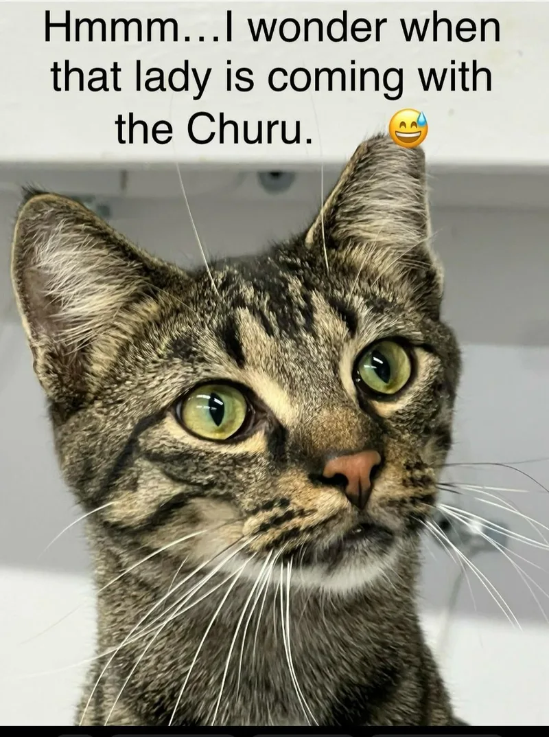 An adult large-sized male Domestic Short Hair cat named Harley for adoption in Brighton, MI