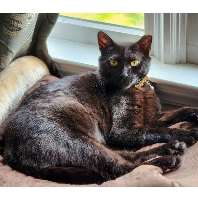 A young medium-sized female Black Domestic Short Hair cat named Lucy for adoption in Stamford, CT
