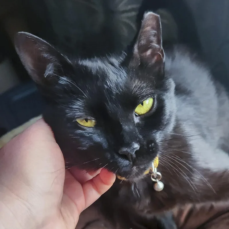 Lucy thumbnail 3