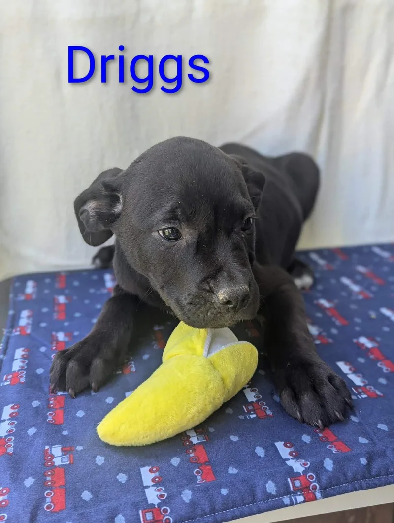 Driggs