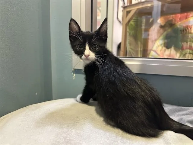 A baby small-sized male Domestic Short Hair cat named Kendall for adoption in Santa Clara, CA