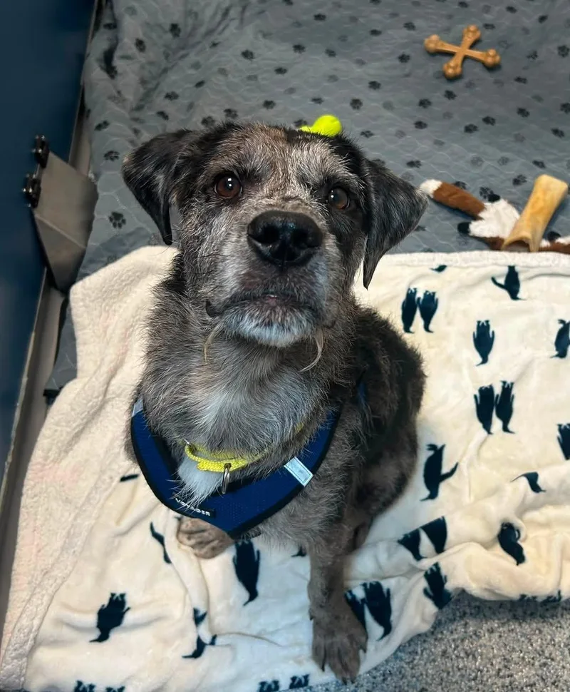 A young medium-sized male Bicolor Mixed Breed dog named Angus for adoption in Milton, MA