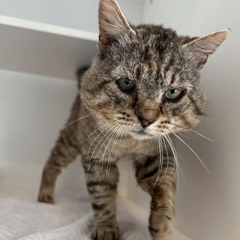 A senior large-sized male Brown / Chocolate Domestic Short Hair cat named Heavy Duty for adoption in Greensboro, NC