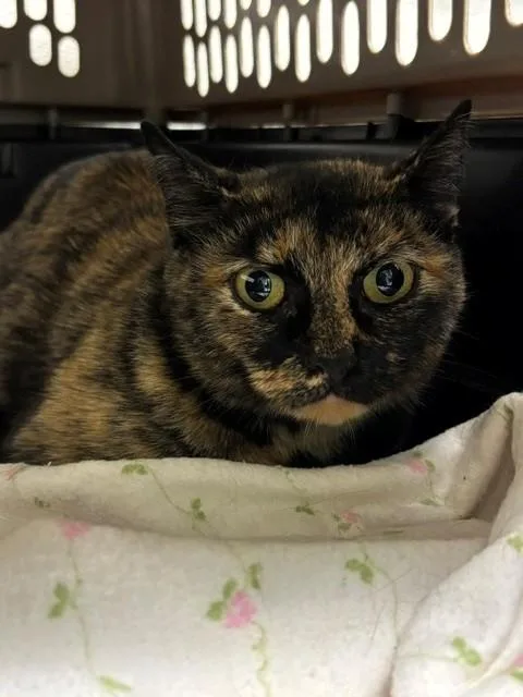 A young medium-sized female Domestic Short Hair cat named Burnadette for adoption in Leesburg, VA