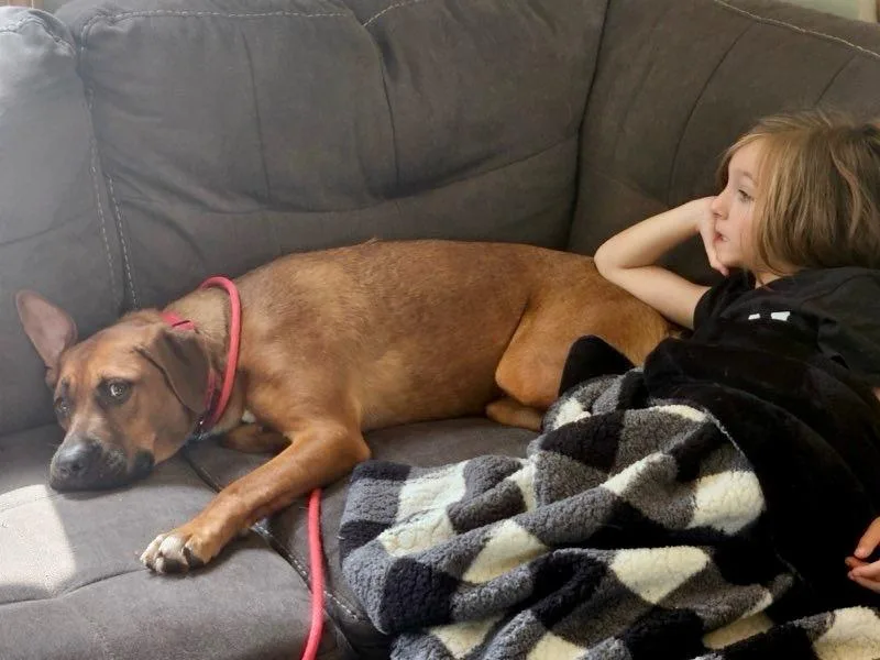 A young large-sized female Black Mouth Cur dog named Chickie for adoption in Princeton, MA