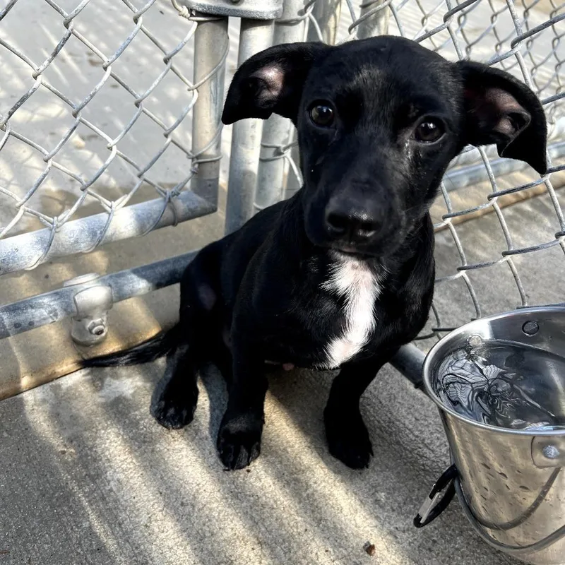 A baby small-sized male Black Chihuahua dog named Bayou for adoption in Monticello, IA