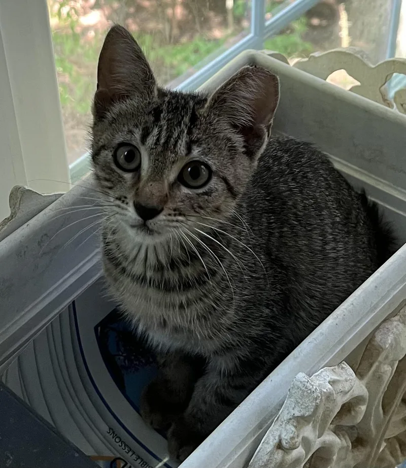 A baby small-sized female Domestic Short Hair cat named Three for adoption in Davidson, NC