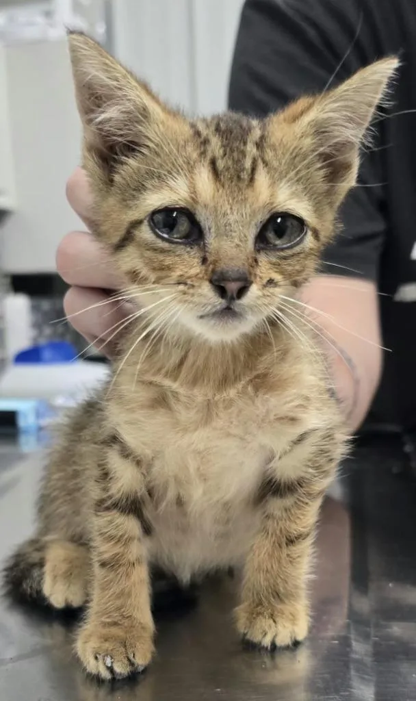 A baby small-sized male Domestic Short Hair cat named Taylor for adoption in Hillsdale, IN