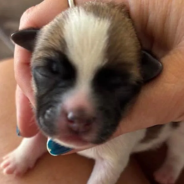 A baby small-sized male Jack Russell Terrier dog named Jackson for adoption in Gulfport, MS