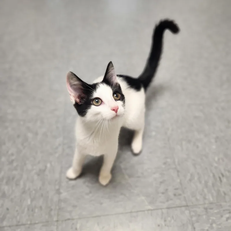 A young medium-sized female Black & White / Tuxedo Domestic Short Hair cat named Lexa for adoption in Waupun, WI