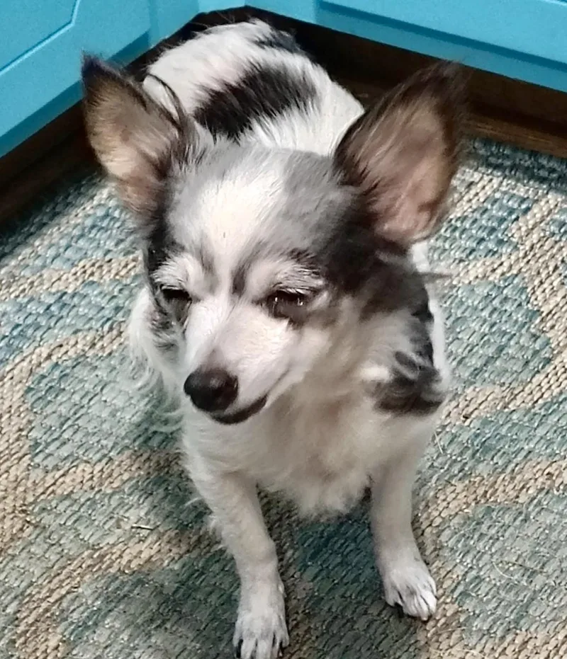 Tallulah