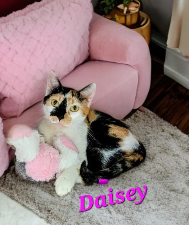 A young medium-sized female Domestic Short Hair cat named Daisey for adoption in Jim Thorpe, PA