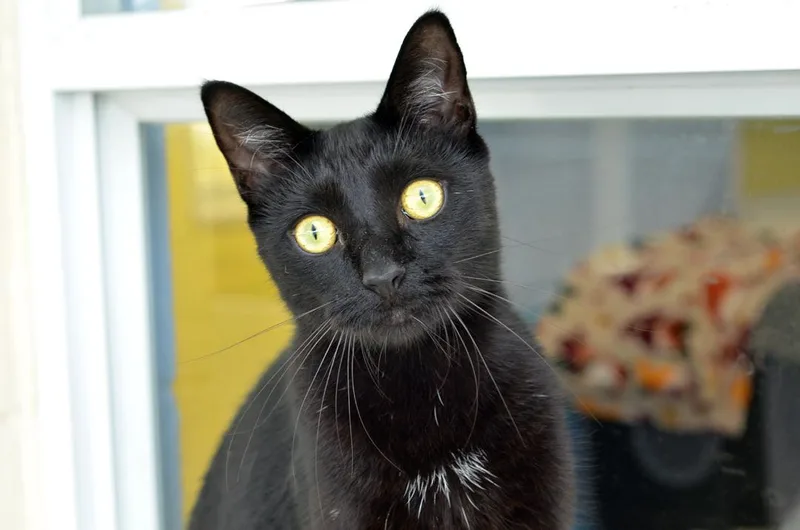 A young medium-sized male Domestic Short Hair cat named Casper for adoption in Sanford, FL