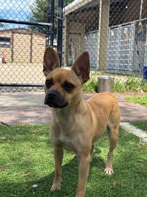 A young small-sized female Chihuahua dog named Candy for adoption in Sugar Land, TX