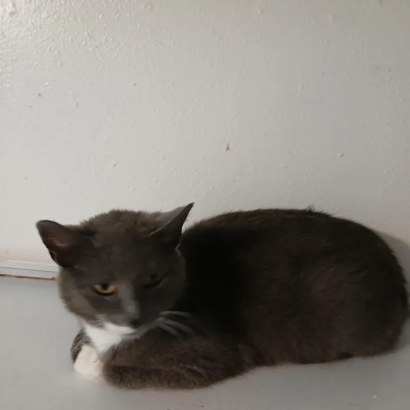 A young medium-sized female Gray & White American Shorthair cat named Becky for adoption in Iowa Falls, IA