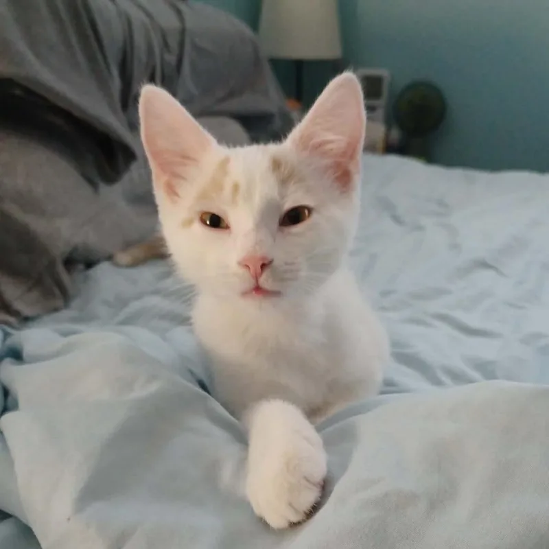 A baby small-sized female White Domestic Short Hair cat named Halo for adoption in Springfield, OH