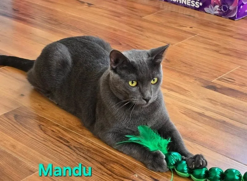 A young medium-sized male Gray / Blue / Silver Russian Blue cat named Mandu for adoption in Pacific Palisades, CA
