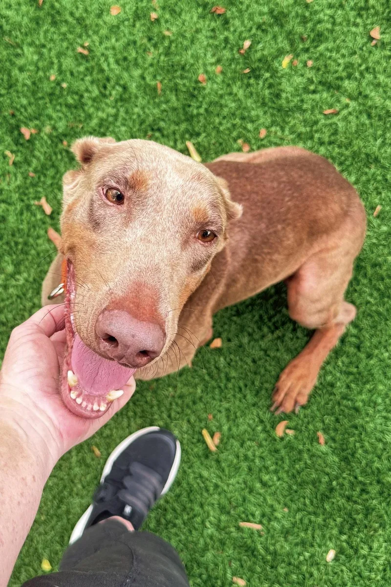 A young medium-sized female Doberman Pinscher dog named Coco for adoption in Oakland Park, FL