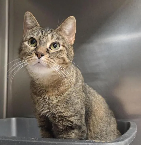 An adult small-sized female Domestic Short Hair cat named Beep for adoption in Vancouver, WA