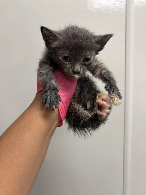 A baby small-sized female Domestic Short Hair cat named Forsythia for adoption in Ontario, CA