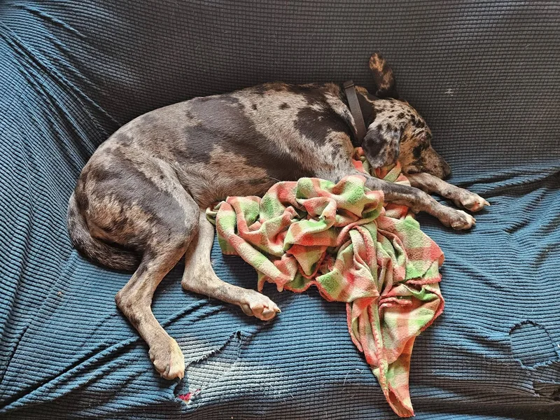 An adult large-sized female Merle (Blue) Catahoula Leopard Dog dog named Tess for adoption in Piney Flats, TN
