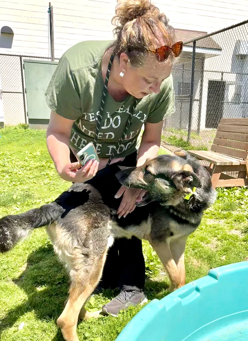A young large-sized male German Shepherd Dog dog named Simba for adoption in Yonkers, NY