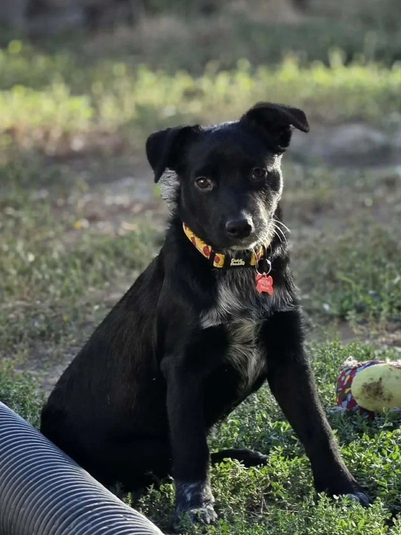 Nyxie thumbnail 4