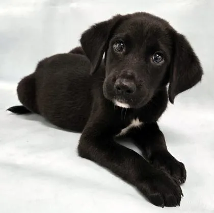 A baby large-sized female Labrador Retriever dog named Journey for adoption in Morton Grove, IL