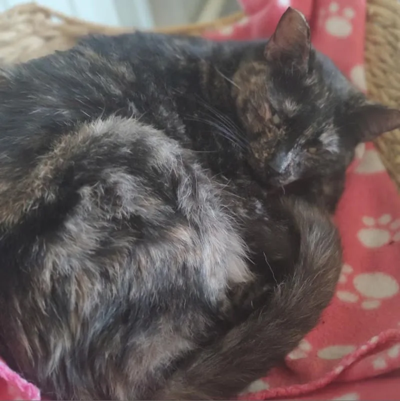 Donna Summers thumbnail 2