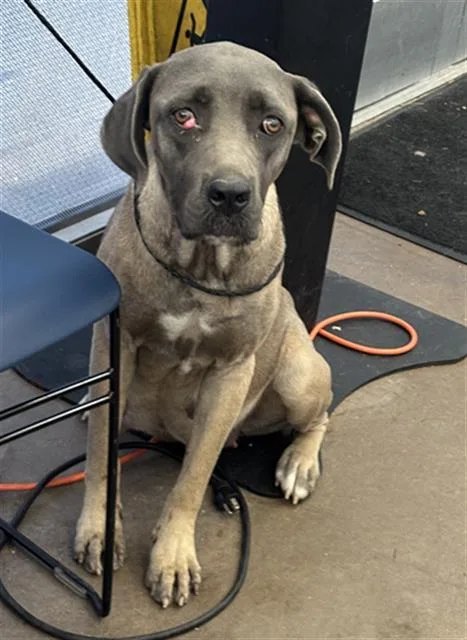 A young large-sized female Mixed Breed dog named Hazel for adoption in Dallas, TX