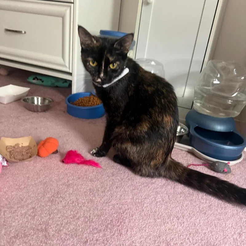 An adult medium-sized female Tortoiseshell Domestic Short Hair cat named Pebbles for adoption in PITTSBURGH, PA