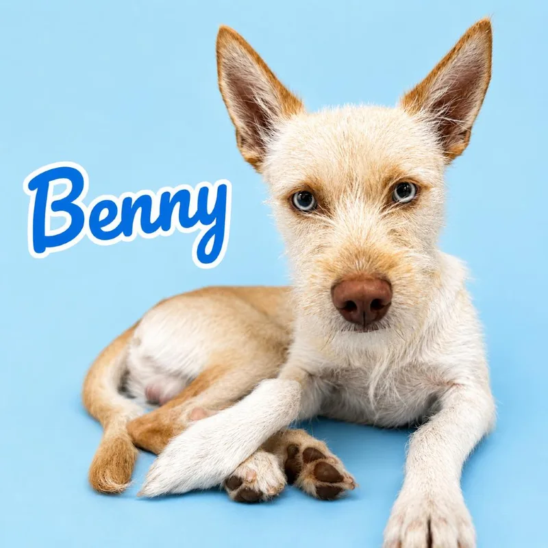 An adult medium-sized male Yellow / Tan / Blond / Fawn Husky dog named Benny for adoption in Scottsdale, AZ